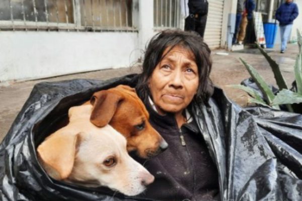 A Woman Who Tended To Six Homeless Dogs With Remarkable Dedication And Kindness