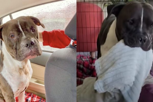 Bait Dog Saved From A Dog Fighting Ring Discovers Solace In Carrying His Blanket Everywhere He Goes