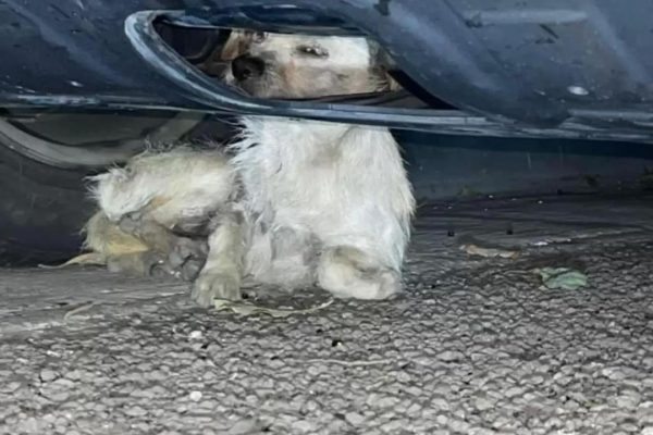 Injured Stray Dog Takes Refuge Under Car And Accidentally Lands A Forever Home