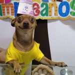 Meet Odin, An Adorable Dog Couldn’t Be Any Happier With His Own Surprise Party