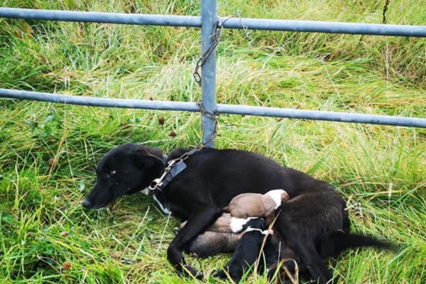 Rescuing A Mother’s Love: Abandoned Dog Tethered to Roadside Fence Cares for Puppies Alone