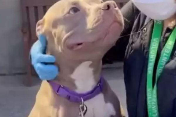 Homeless Pitbull Greets Everyone With A Hopeful Smile, Wishing That Someone Will Adopt Him