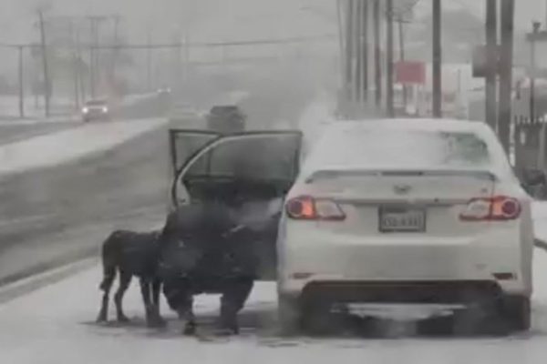 A Kind Woman Stopped On The Highway To Rescue A Dog Lost During The Snowstorm