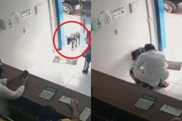 Healing His Hurt Paw: Footage Displays Stray Dog Entering Vet Clinic, Almost Appealing For Aid 