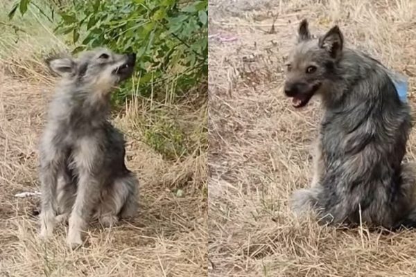 Heartbreaking Tale of a Dog’s Endless Wait for Its Owner