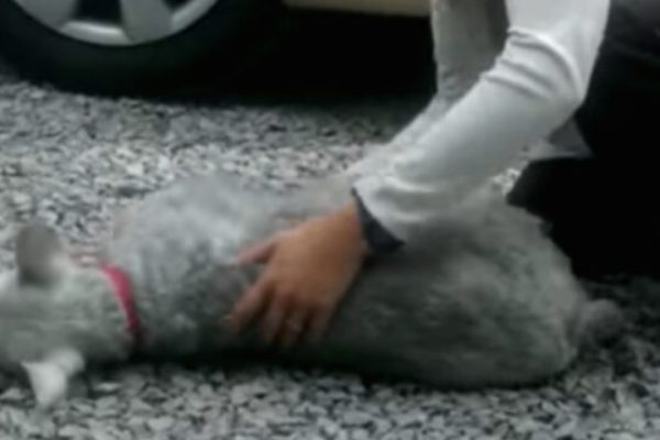 Lost Schnauzer Reunited with Owner, Overjoyed Dog Passes Out from Excitement 