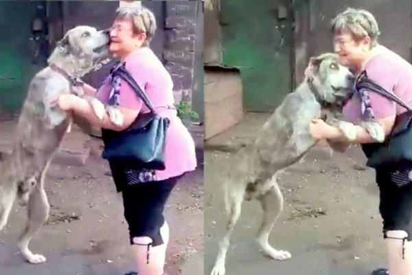 Reunion Amidst Tears: A Mother’s Emotional Journey as Stolen Dog Returns After Two Years 