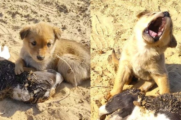 Touching Images of a Puppy Calling for Help for an Injured Companion
