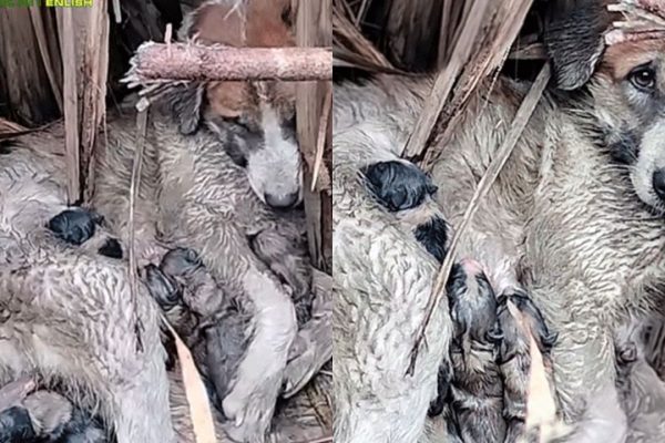 A Mother Dog’s Unyielding Love: Urgent Assistance Needed for Struggling Canine Family