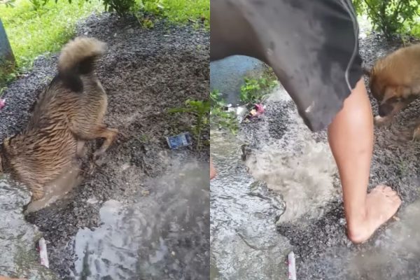 Mother Dog Rescues Puppies: Amid Submerged Home, She Bravely Enters Flooded Den To Scoop Out Her Young