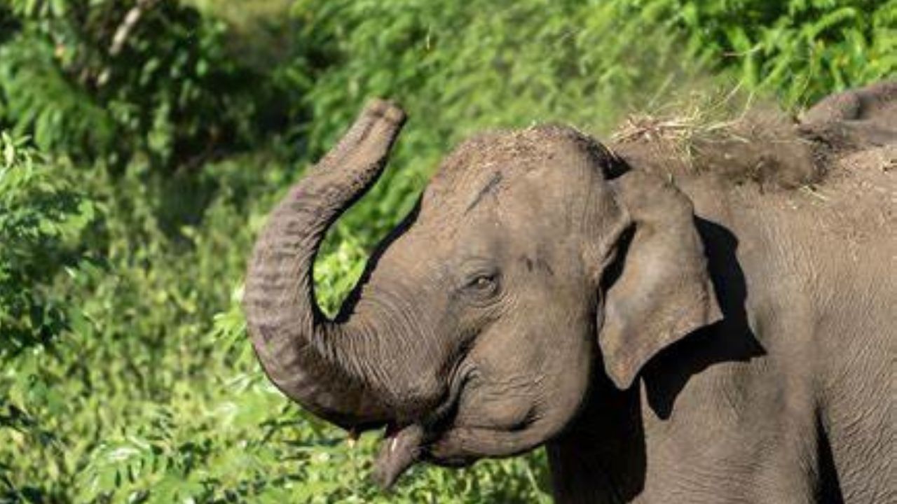 India’s ‘Oldest Domestic Elephant’ Bijuli Prasad Dies At 89 In Assam Tea Garden