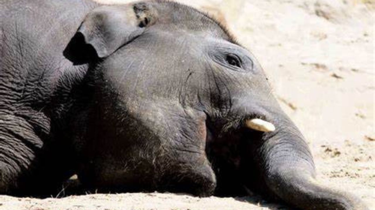 India’s ‘Oldest Domestic Elephant’ Bijuli Prasad Dies At 89 In Assam Tea Garden