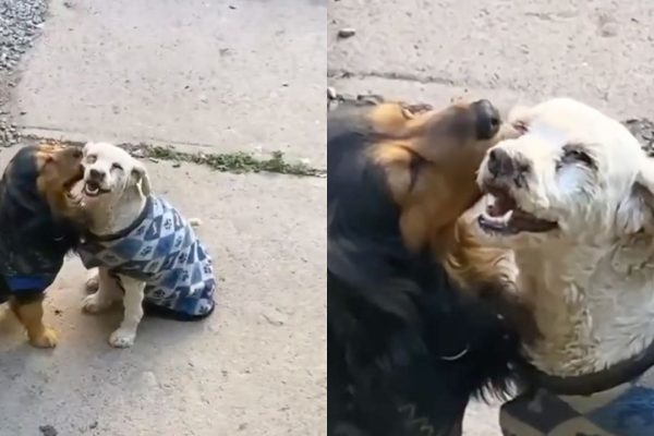 In a Heartwarming Showcase of Puppy Affection, A Charming Instant Is Captured As Two Puppies Exchange Kisses And Playful Giggles On The Street 