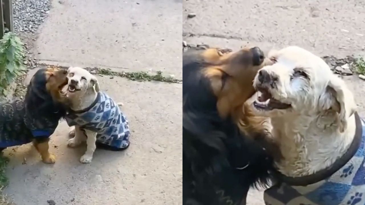 In a Heartwarming Showcase of Puppy Affection, A Charming Instant Is Captured As Two Puppies Exchange Kisses And Playful Giggles On The Street 