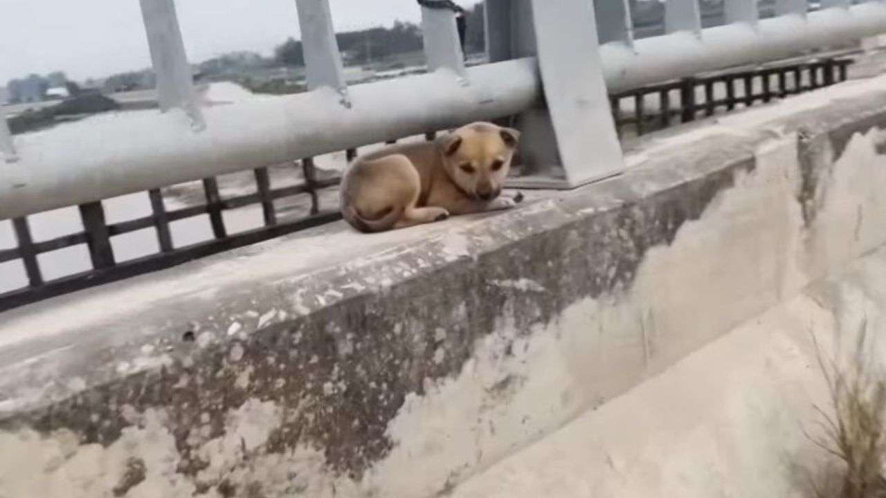 A Small Puppy Left On A Bridge Cries Desperately, Expressing Its Longing For Care And Attention