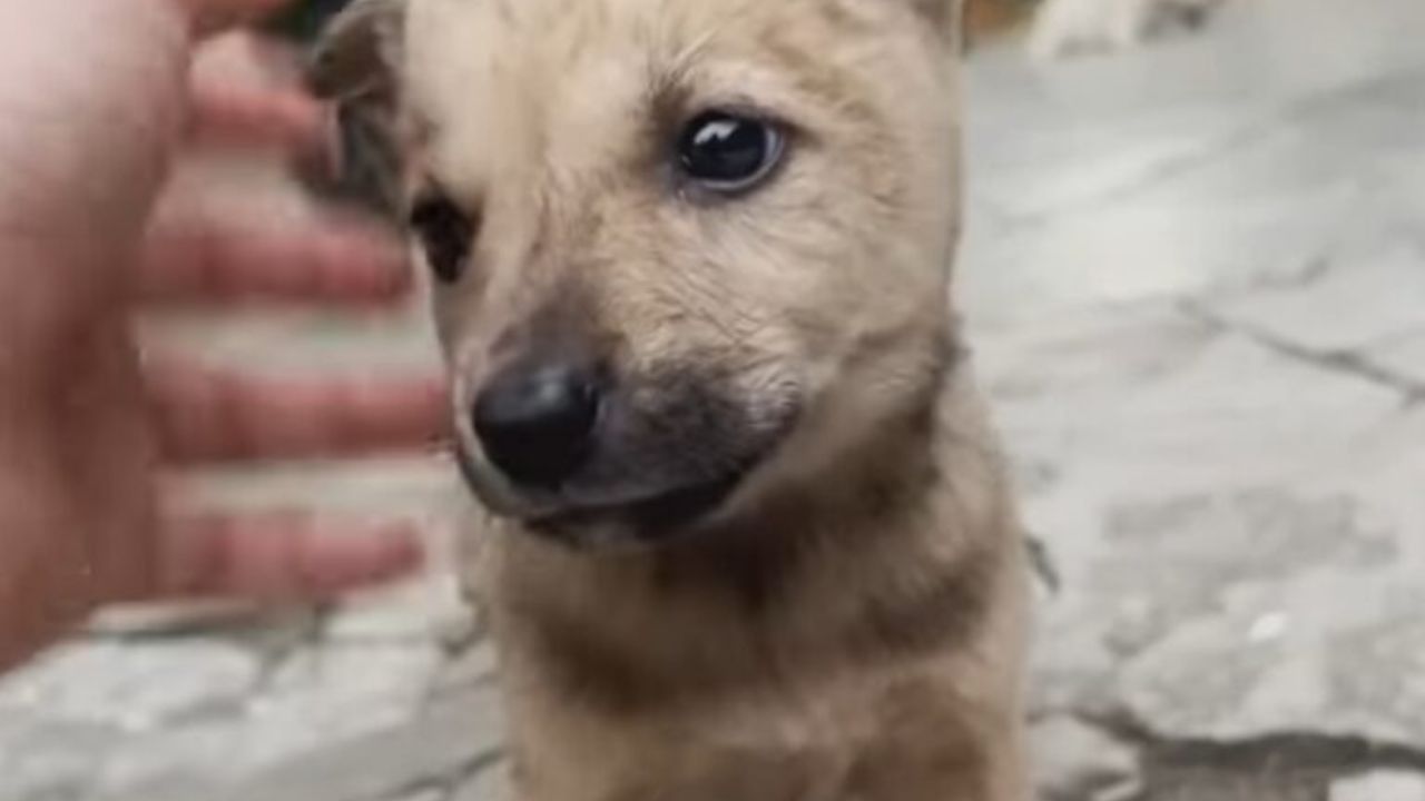 A Small Puppy Left On A Bridge Cries Desperately, Expressing Its Longing For Care And Attention