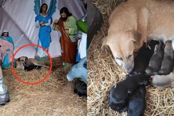 The Untamed Canine Sheltered In The Nativity Scene Welcomed The Arrival of Seven Gorgeous Puppies 