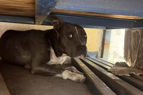 Woman Spots A Stray Dog In A Truck Yard With A Familiar Sadness In Her Eyes