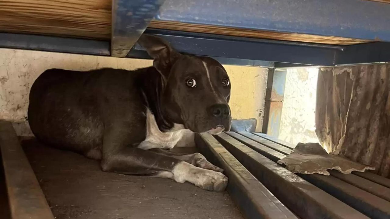 Woman Spots A Stray Dog In A Truck Yard With A Familiar Sadness In Her Eyes
