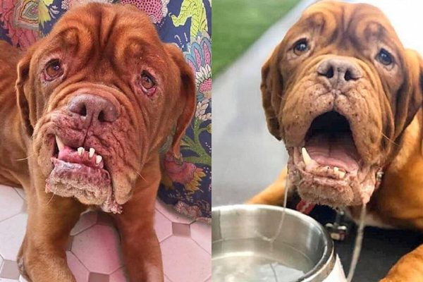 Mae, The French Mastiff, With Terminal Cancer Discovers A Forever Home To Cherish Her Remaining Days 
