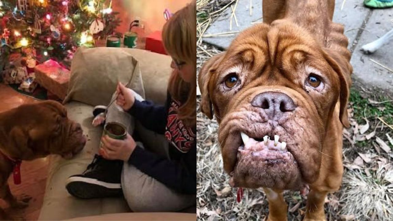 Mae, The French Mastiff, With Terminal Cancer Discovers A Forever Home To Cherish Her Remaining Days 
