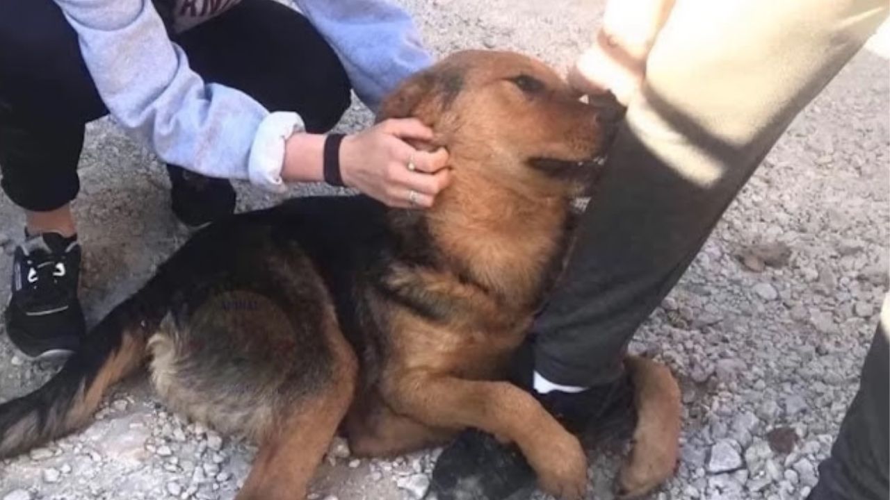 Yearning For Companionship: A Stray Dog’s Plea For Connection On The Streets