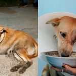 Abandoned Street Dog With Damaged Eye Discovers Love and Attention, Undergoing A Life-Altering Metamorphosis