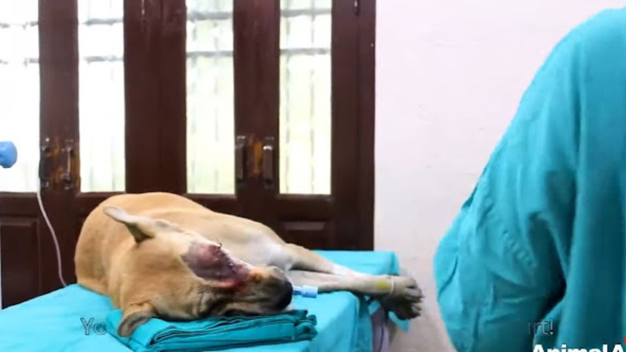 Abandoned Street Dog With Damaged Eye Discovers Love and Attention, Undergoing A Life-Altering Metamorphosis