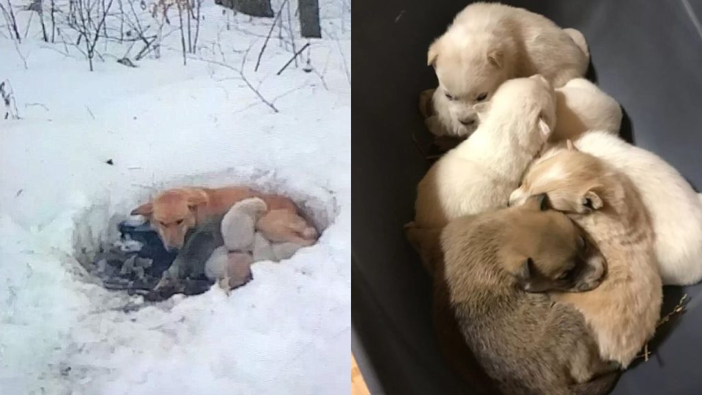 A Mother Dog’s Courage in the Midst of a Blizzard: Building a Snow Shelter for Her Puppies