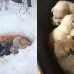 A Mother Dog’s Courage in the Midst of a Blizzard: Building a Snow Shelter for Her Puppies