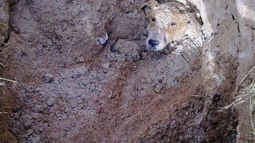 Desperate Pleas Echo as Owner Buries Dog in Deep Hole: Triggering a Daring Rescue Mission to Save the Distressed Canine