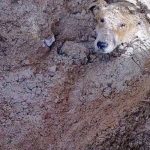 Desperate Pleas Echo as Owner Buries Dog in Deep Hole: Triggering a Daring Rescue Mission to Save the Distressed Canine